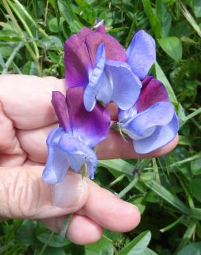 Fotografia 10 da espécie Lathyrus odoratus no Jardim Botânico UTAD