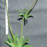 Fotografia 2 da espécie Anemone palmata do Jardim Botânico UTAD