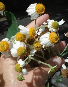 Fotografia 5 da espécie Podachaenium eminens no Jardim Botânico UTAD