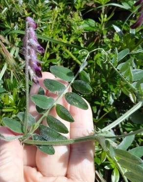 Fotografia 2 da espécie Vicia benghalensis var. benghalensis no Jardim Botânico UTAD