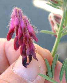 Fotografia da espécie Vicia benghalensis var. benghalensis