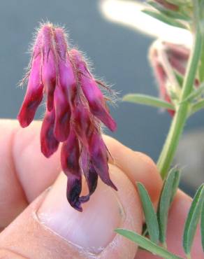 Fotografia 3 da espécie Vicia benghalensis var. benghalensis no Jardim Botânico UTAD