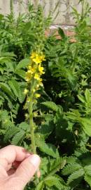 Fotografia da espécie Agrimonia eupatoria subesp. eupatoria