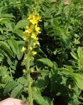 Fotografia 5 da espécie Agrimonia eupatoria subesp. eupatoria no Jardim Botânico UTAD