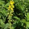 Fotografia 5 da espécie Agrimonia eupatoria subesp. eupatoria do Jardim Botânico UTAD