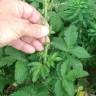 Fotografia 6 da espécie Agrimonia eupatoria subesp. eupatoria do Jardim Botânico UTAD