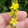 Fotografia 7 da espécie Agrimonia eupatoria subesp. eupatoria do Jardim Botânico UTAD