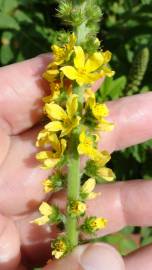 Fotografia da espécie Agrimonia eupatoria subesp. eupatoria