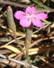 Fotografia da espécie Dianthus cintranus