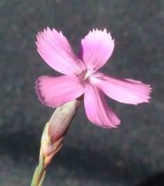 Fotografia da espécie Dianthus cintranus subesp. cintranus