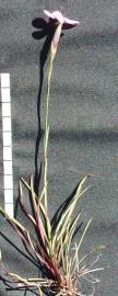 Fotografia da espécie Dianthus cintranus subesp. cintranus