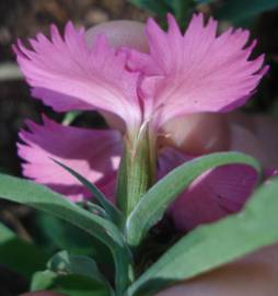 Fotografia da espécie Dianthus cintranus subesp. cintranus