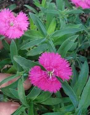 Fotografia 11 da espécie Dianthus cintranus subesp. cintranus no Jardim Botânico UTAD