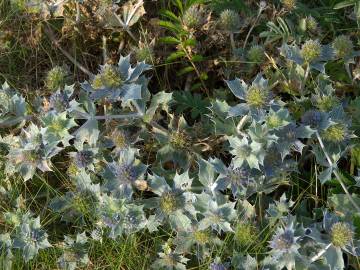 Fotografia da espécie Eryngium maritimum