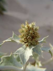 Fotografia da espécie Eryngium maritimum