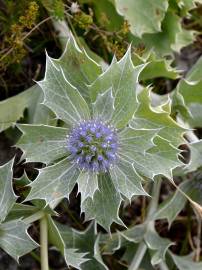 Fotografia da espécie Eryngium maritimum