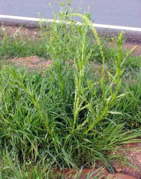 Fotografia 3 da espécie Reseda luteola no Jardim Botânico UTAD