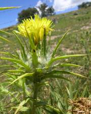 Fotografia da espécie Carthamus lanatus