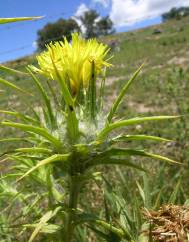 Carthamus lanatus