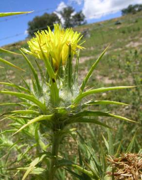 Fotografia 1 da espécie Carthamus lanatus no Jardim Botânico UTAD