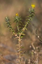 Fotografia da espécie Carthamus lanatus