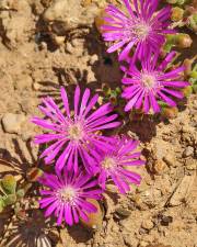 Fotografia da espécie Drosanthemum floribundum