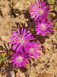 Fotografia da espécie Drosanthemum floribundum