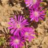 Fotografia 1 da espécie Drosanthemum floribundum do Jardim Botânico UTAD