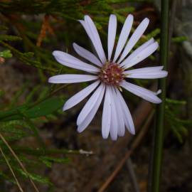 Fotografia da espécie Symphyotrichum novi-belgii