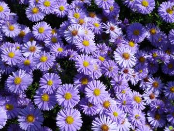 Fotografia da espécie Symphyotrichum novi-belgii