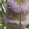 Fotografia 1 da espécie Dipsacus fullonum do Jardim Botânico UTAD