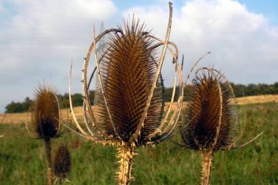 Fotografia da espécie Dipsacus fullonum