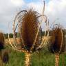 Fotografia 4 da espécie Dipsacus fullonum do Jardim Botânico UTAD