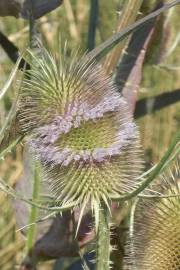 Fotografia da espécie Dipsacus fullonum