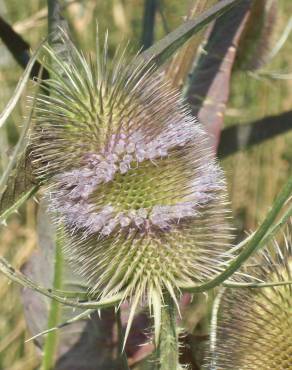 Fotografia 5 da espécie Dipsacus fullonum no Jardim Botânico UTAD
