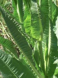 Fotografia da espécie Dipsacus fullonum