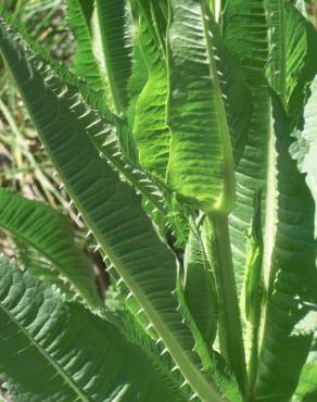 Fotografia 6 da espécie Dipsacus fullonum no Jardim Botânico UTAD