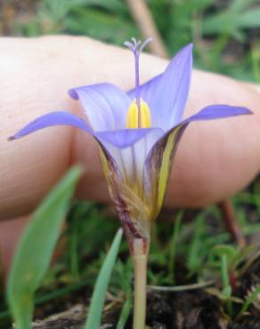 Fotografia 5 da espécie Romulea bulbocodium var. bulbocodium no Jardim Botânico UTAD