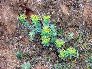 Fotografia da espécie Euphorbia oxyphylla