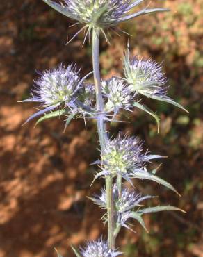 Fotografia 2 da espécie Eryngium dilatatum no Jardim Botânico UTAD