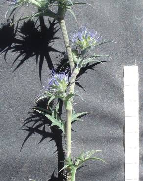 Fotografia 4 da espécie Eryngium dilatatum no Jardim Botânico UTAD