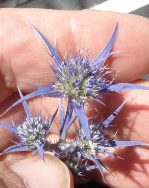 Fotografia 5 da espécie Eryngium dilatatum no Jardim Botânico UTAD