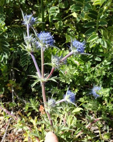 Fotografia de capa Eryngium dilatatum - do Jardim Botânico