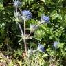 Fotografia 1 da espécie Eryngium dilatatum do Jardim Botânico UTAD