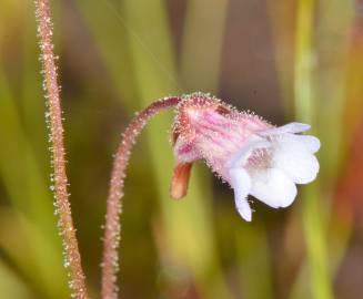 Fotografia da espécie Pinguicula lusitanica