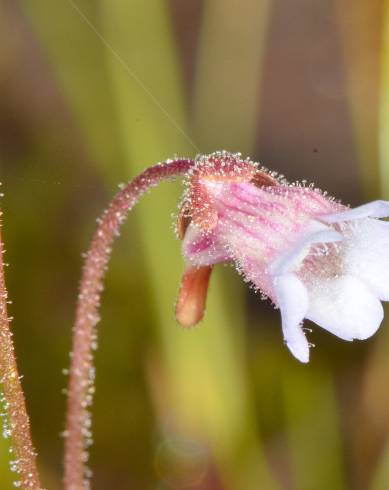 Fotografia de capa Pinguicula lusitanica - do Jardim Botânico