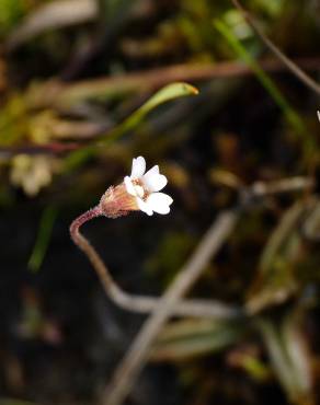 Fotografia 5 da espécie Pinguicula lusitanica no Jardim Botânico UTAD