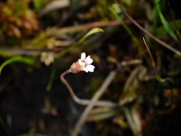 Fotografia da espécie Pinguicula lusitanica