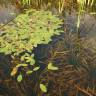 Fotografia 5 da espécie Potamogeton natans do Jardim Botânico UTAD