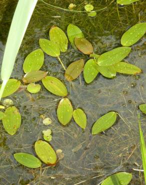 Fotografia 6 da espécie Potamogeton natans no Jardim Botânico UTAD